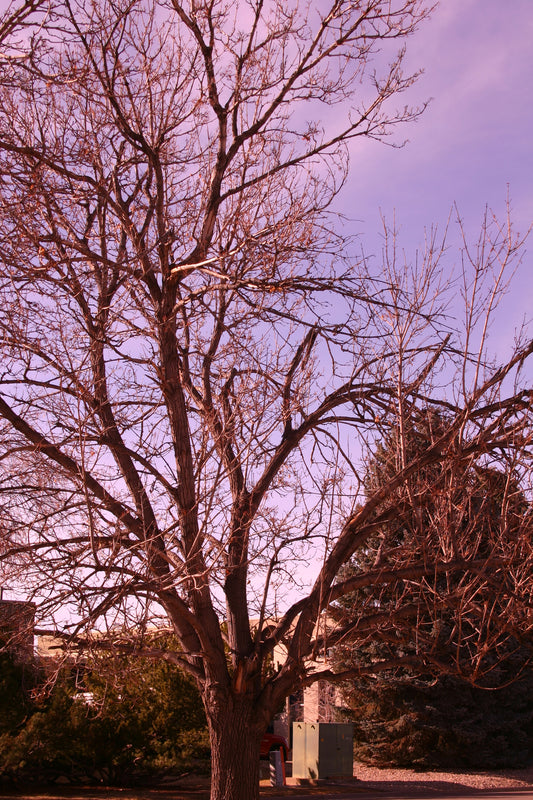 Canon Digital Rebel 6.3MP body bundle, batt+charger+strap *Read