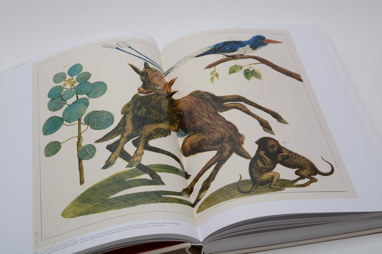 Cabinet of Natural Curiosities by Albertus Seba - Hard Cover