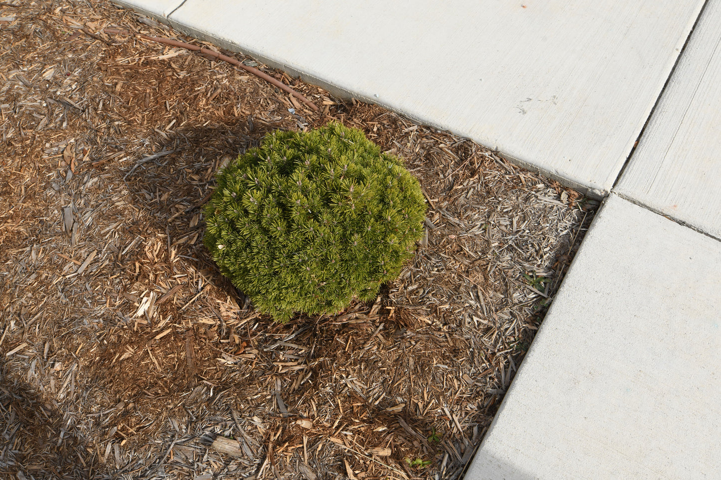 Sigma 20mm f1.4 DG Art lens Canon EF Mount - Bargain, *Read