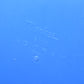3X Yankee Agitray 8x10" darkroom printing trays, Clean (10x12" exterior)